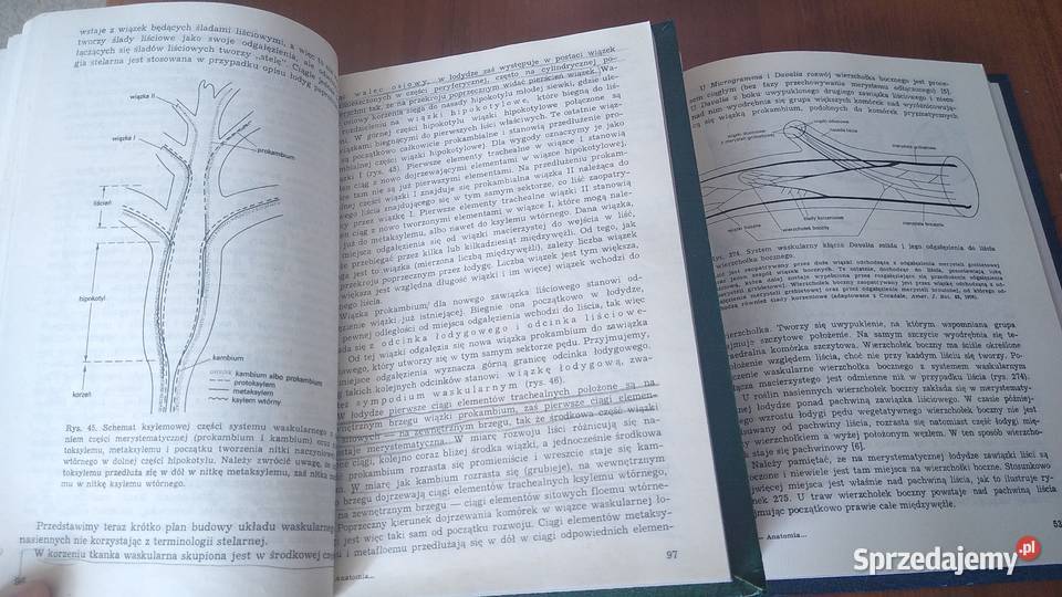 Anatomia i histogeneza roślin naczyniowych 12 Gdańsk