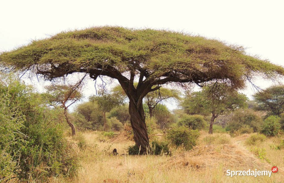AKACJA TORTILIS Acacia tortilis nasiona 100g Lubanie