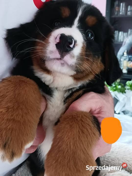 berneński pies pasterski berneńczyk Lublin