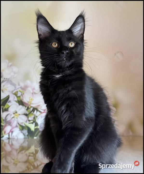 Koteczka Maine Coon Kraków