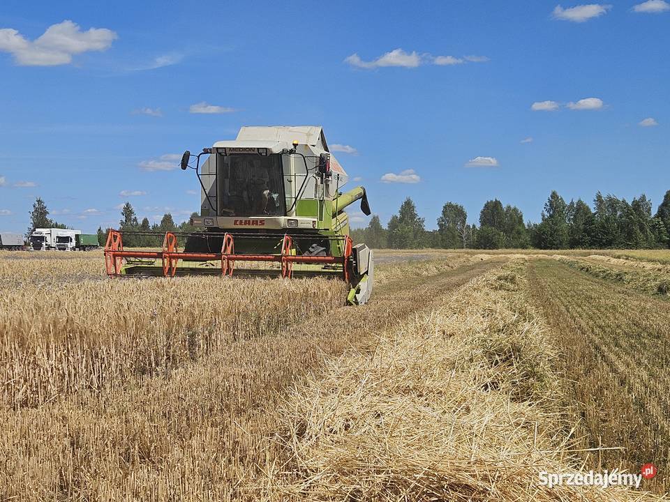 Usługi koszenia zboża agregat bezorkowym wynajem Kłopoty-Stanisławy sprzedam