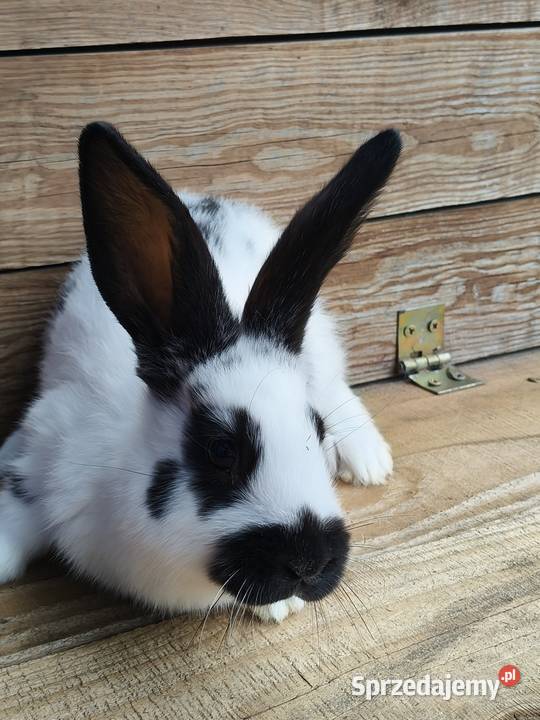 Krolki młode Lublin