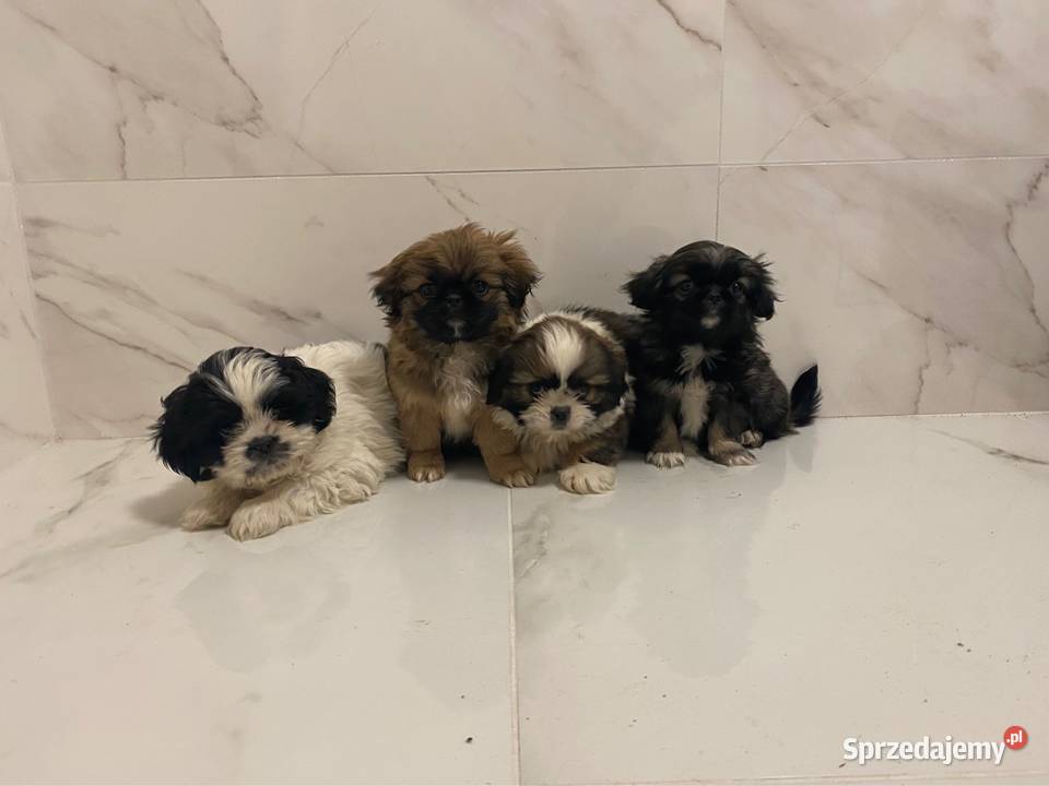 Shihtzu sprzedam