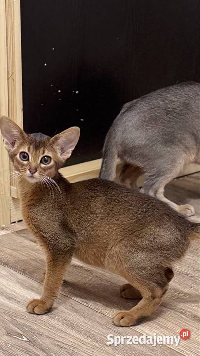 Kocięta abisyńskie kociak Gniezno