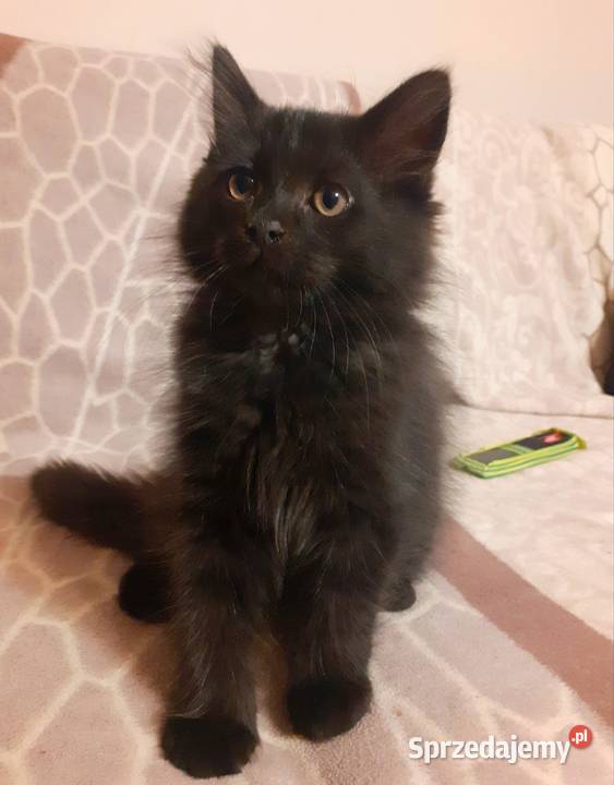 Piękny Kocurek Syberyjski Bully Sochaczew sprzedam