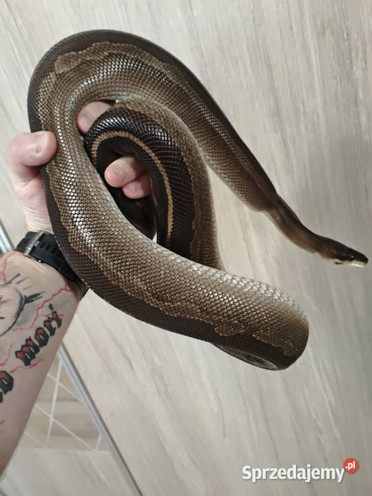 Pyton Królewski samica 2016 Radlin sprzedam