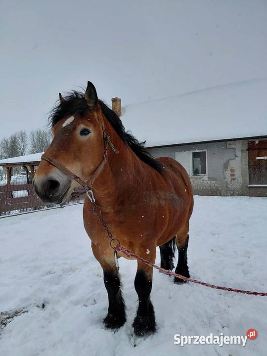 Ogier zimnokrwisty Sykulski lubelskie Bekiesza