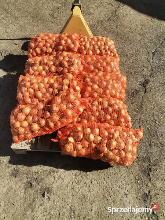 SPRZEDAM WARZYWA WSZYSTKIE WARZYWA POSIADAM Proszowice