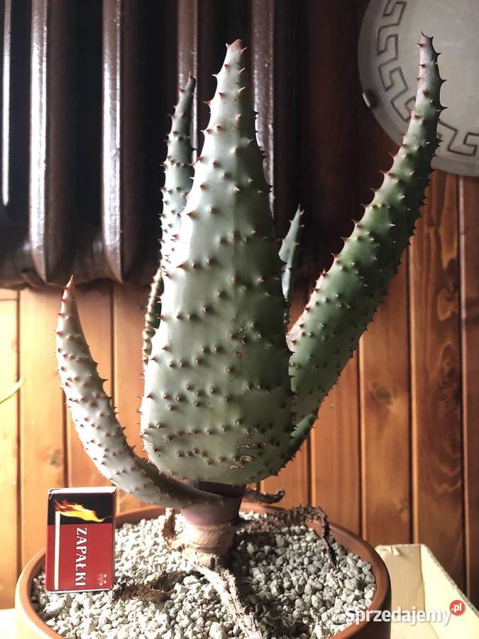 Aloe Ferox aloes uzbrojony piękna i rzadka Liściaste Piastów sprzedam