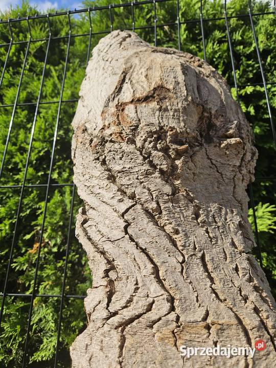 Foszty orzech włoski sezonowane 13 lat śląskie Bielsko-Biała sprzedam