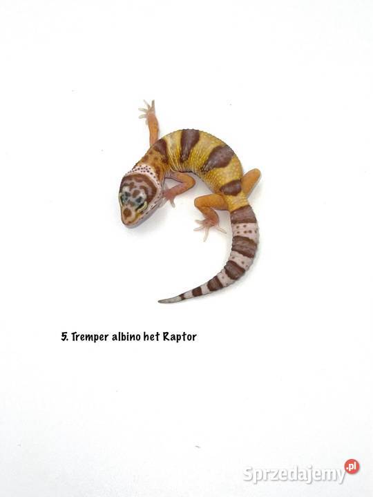 Kolorowe gekony lamparcie z hodowli 2026 Poznań