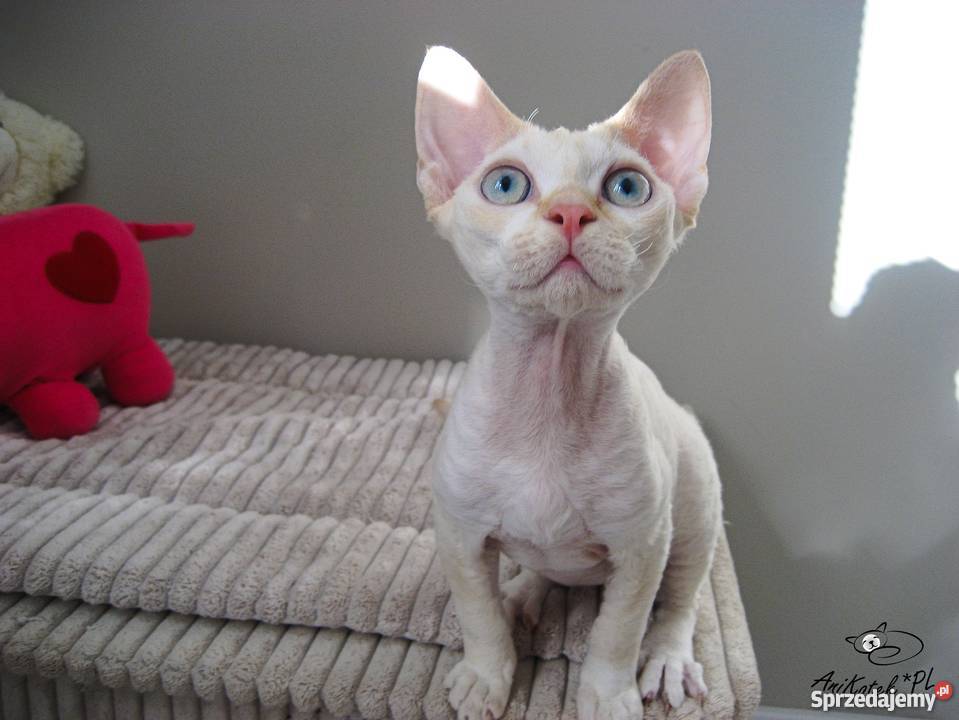 DEVON REX kocurek CHAMPIONACH Koty świętokrzyskie Kielce