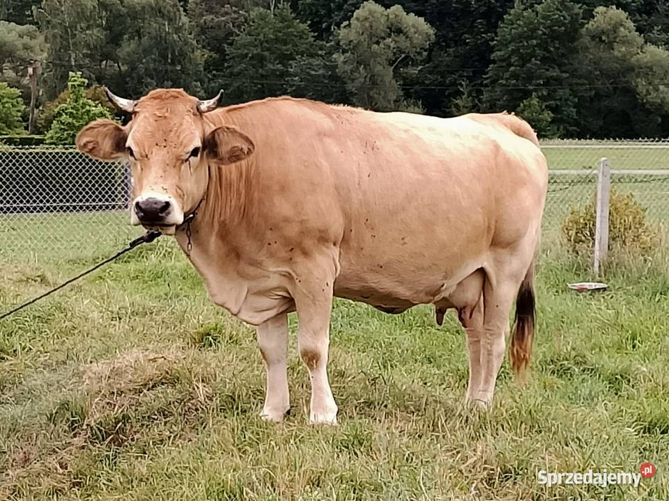 Krowa Piemontese 3 letnia cielna Łużna