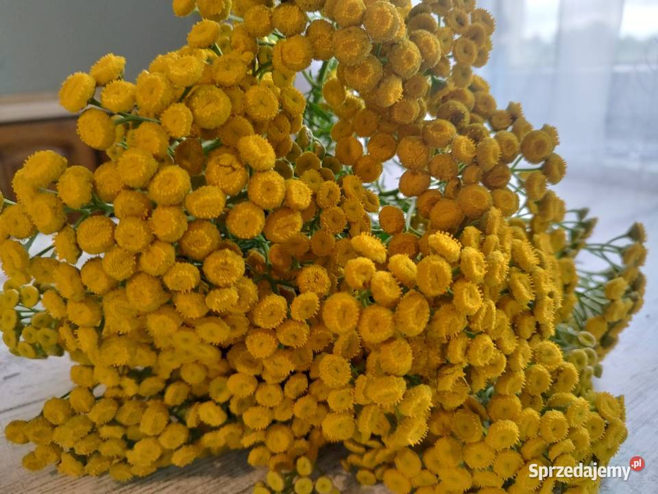 Wrotycz kwiat warmińsko-mazurskie Markusy