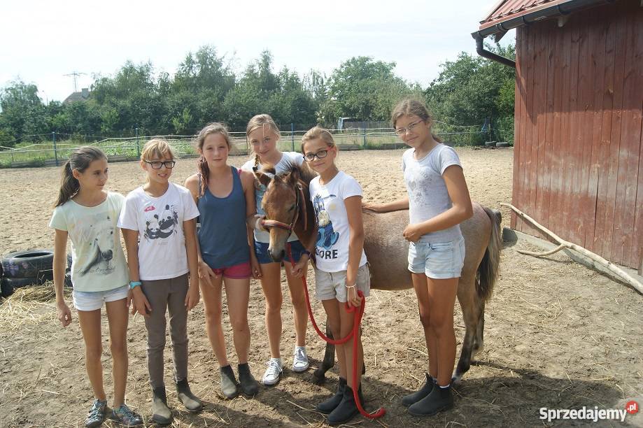 KUC Walijski KOŃ odsadek śliczny tarant