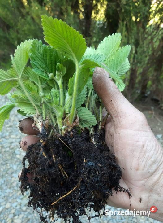 POZIOMKI REGINA RUGIA MIX Jasło