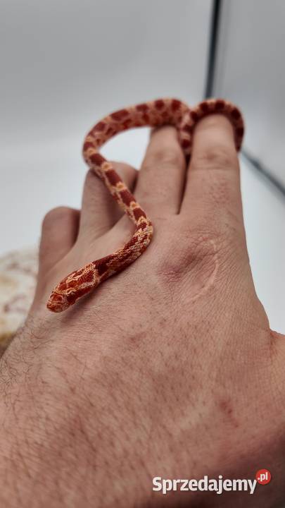 Wąż zbożowy samiczka Amel 50 Stripe 66 Anery