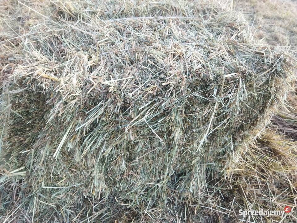 Siano mała kostka słoma Środa Śląska