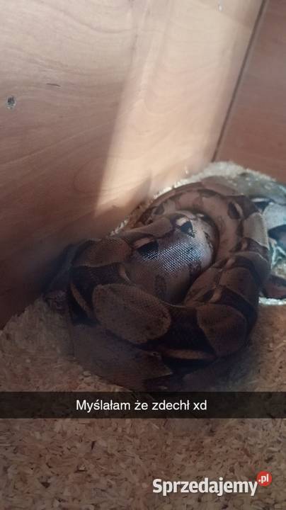 Boa imperator samiecpodrostek podlaskie Białystok