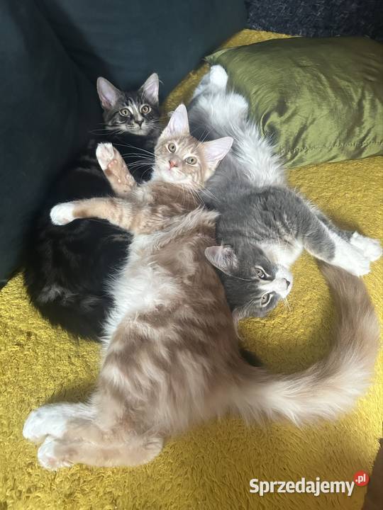 Kociaków Maine Coon Różne kolory Warszawa