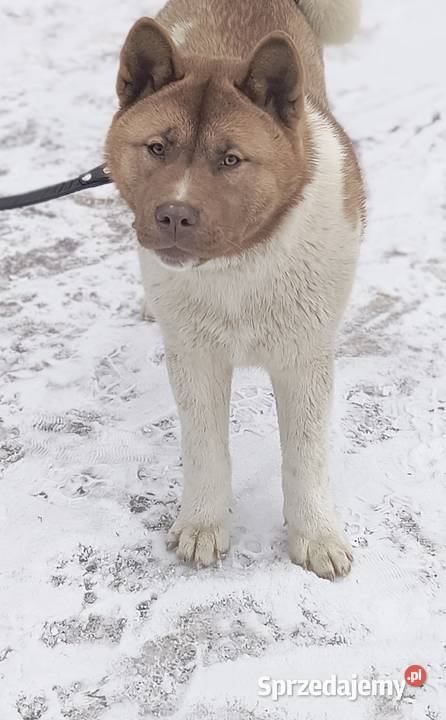 Akita amerykańska Opoczno