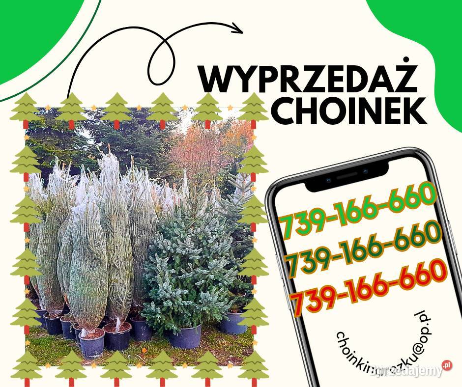 Choinka żywa choinki świerk srebrny zwykły Kraków