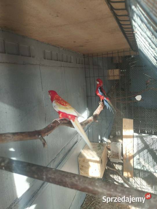 Sprzedam papugi rozelle białolice Sieczychy