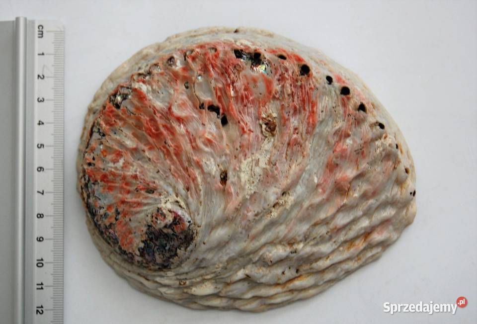 Muszla Abalone Paua wielokolorowy Lublin
