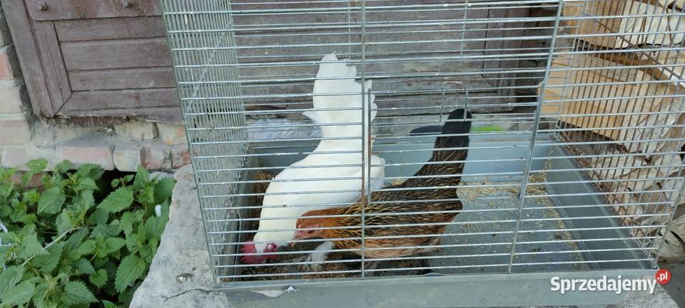 Kury karzełki liliputy sprzedam