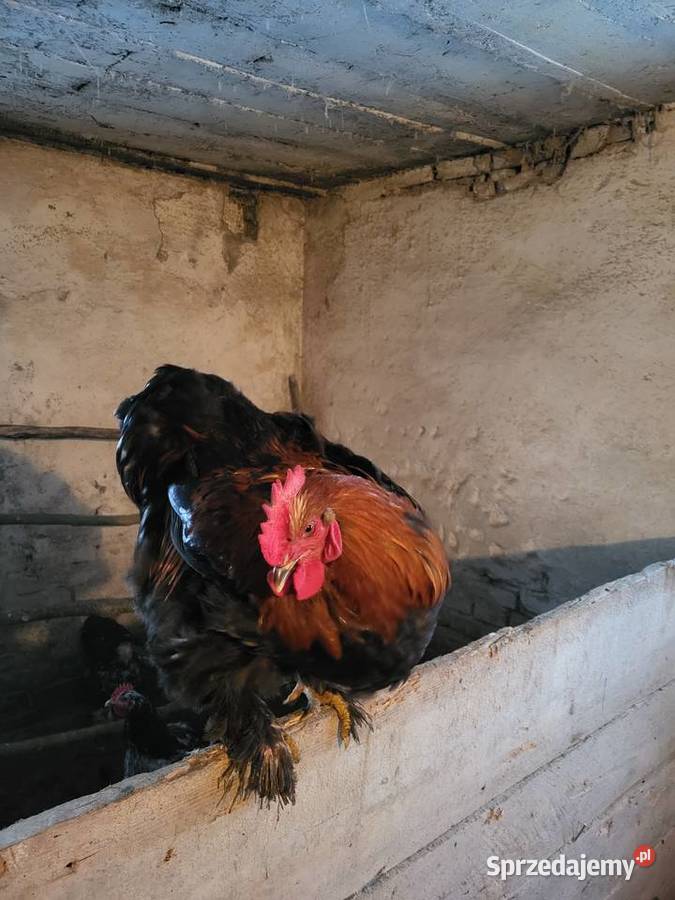 Kury Kochin Olbrzymi Kramarzówka