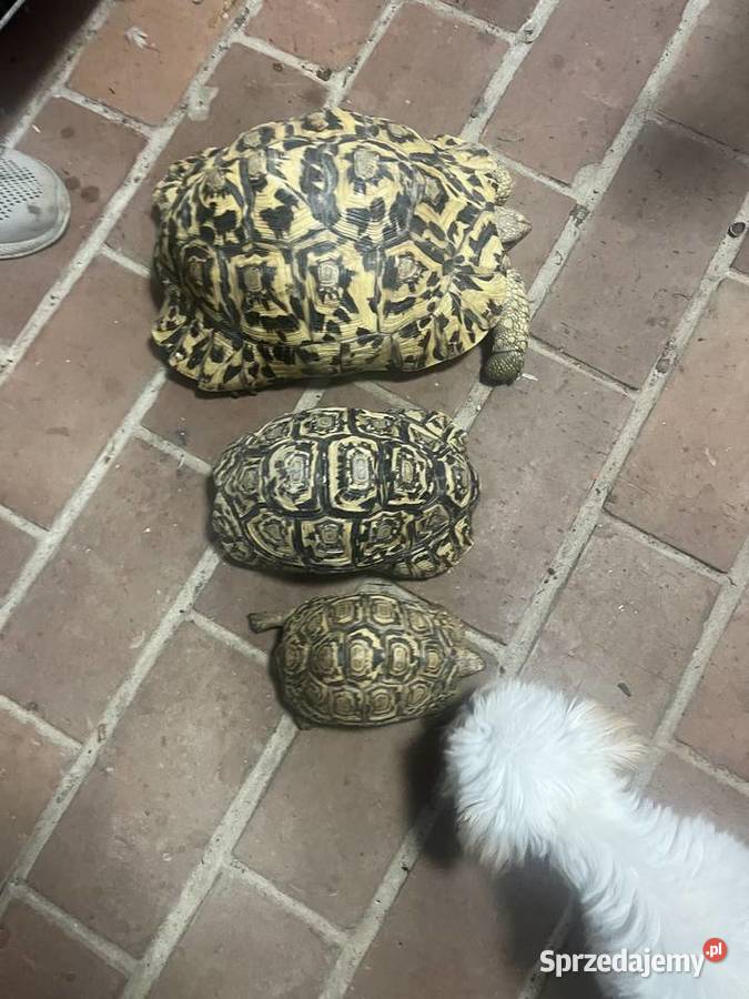 Sprzedam żółwie lamparcie Koszarawa
