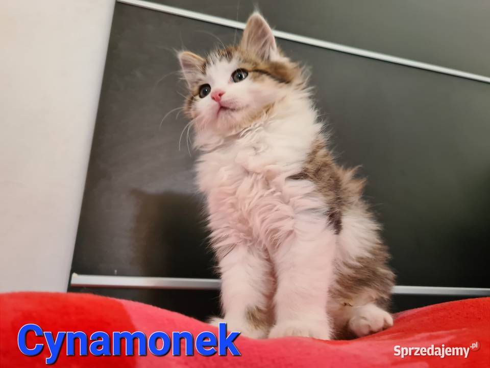 Maine Coon Drygulec