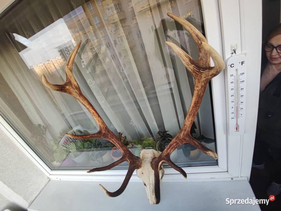 Duże poroże jelenia z czaszka do powieszenia Warszawa