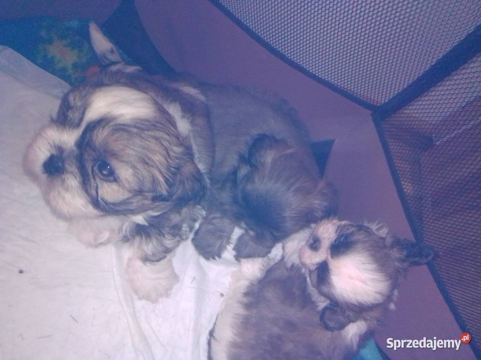 Shih TZU Lubin