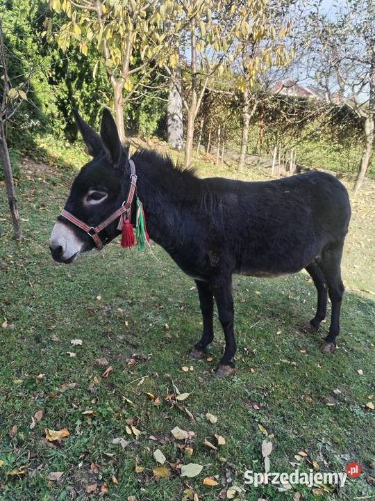 Sprzedam Oślice Przysietnica