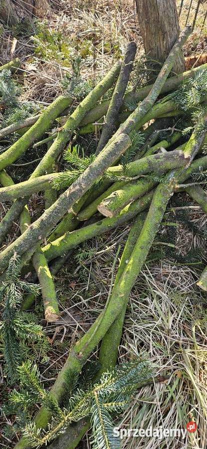 Drewno opałowe sosnowe na zdjęciu mazowieckie Błonie