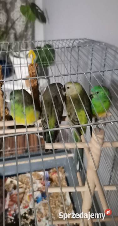 papuga świergotka Łódź