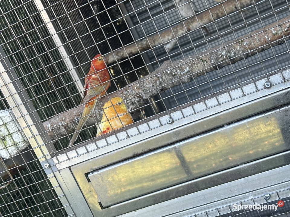 Świergotki wielkopolskie Chełst