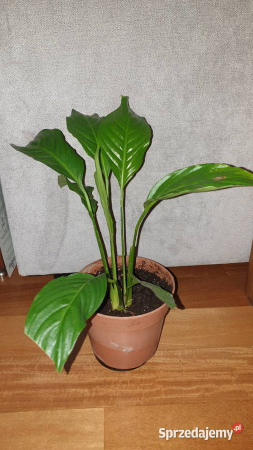 Skrzydłokwiat roślina rosnąca Dom i Ogród mazowieckie