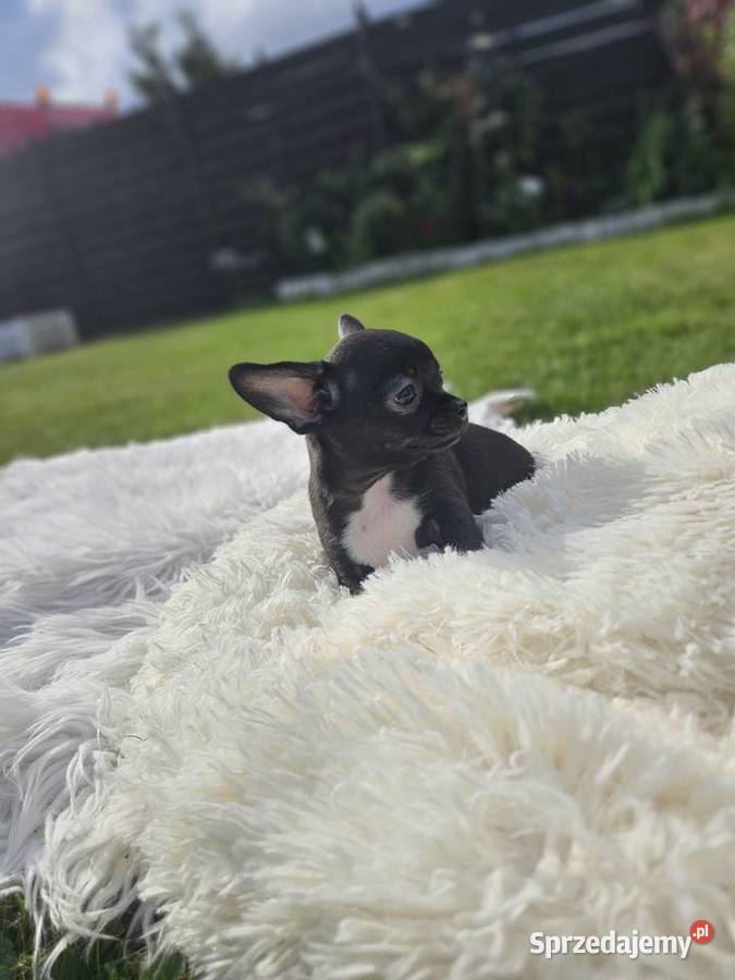Pieski chihuahua dolnośląskie Wrocław sprzedam