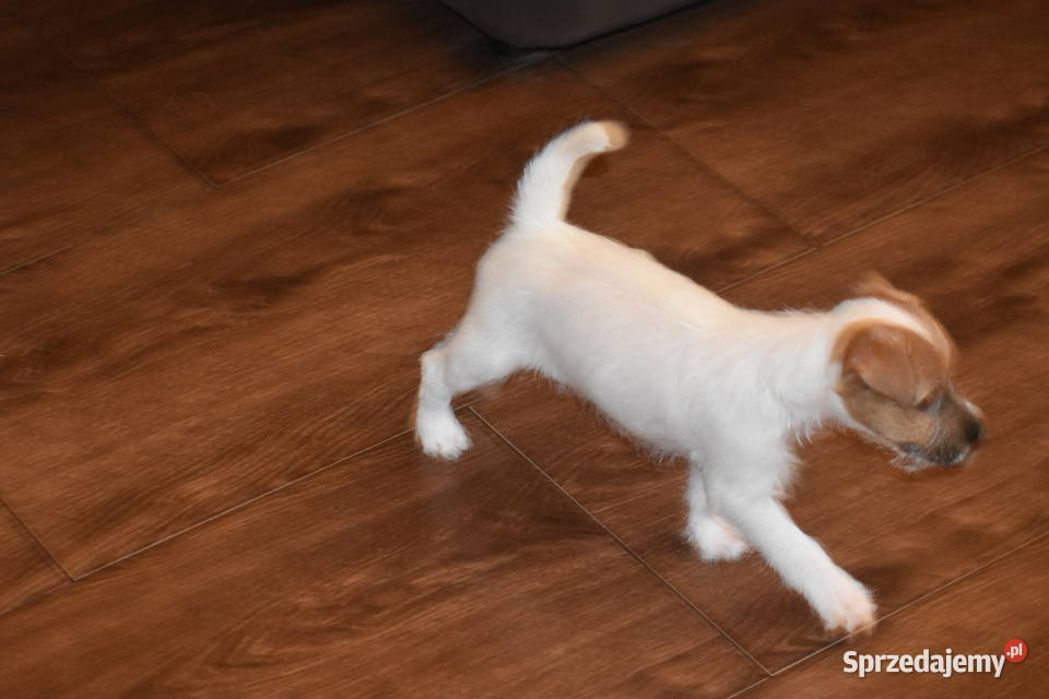 Piękne szczenięta Parson Russell Terrier rodziny Czarny Bór