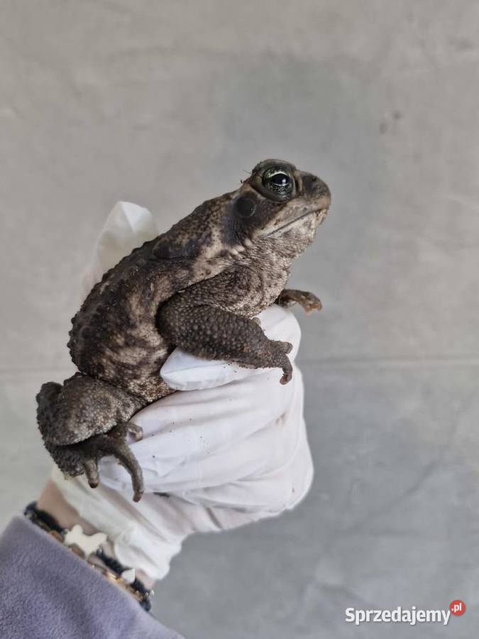 Olbrzymia Ropucha Aga Gady i płazy dolnośląskie sprzedam