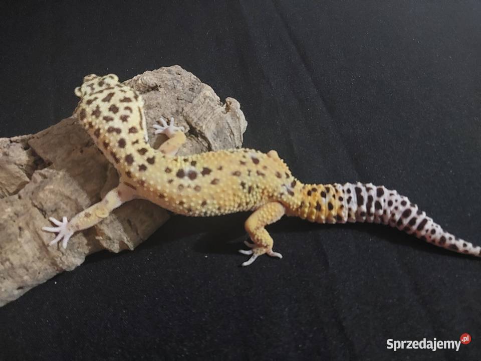 Gekony lamparcie gekon samica Gady i płazy Reda