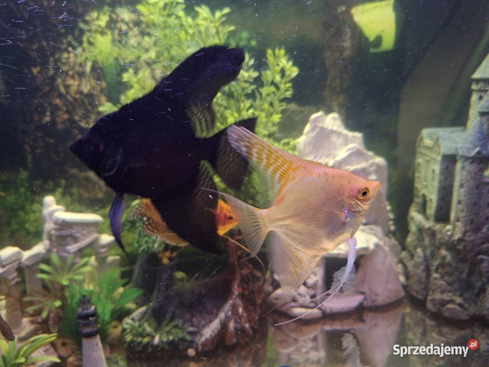 Sprzedam akwarium Nowy Targ sprzedam