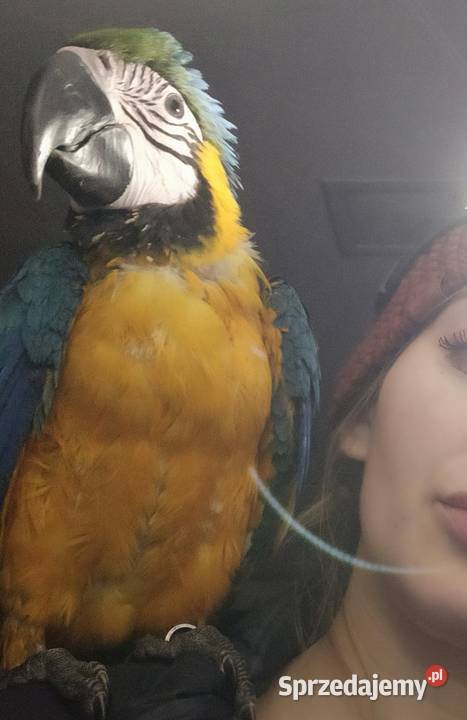 Papuga arauna Ptaki Rydułtowy