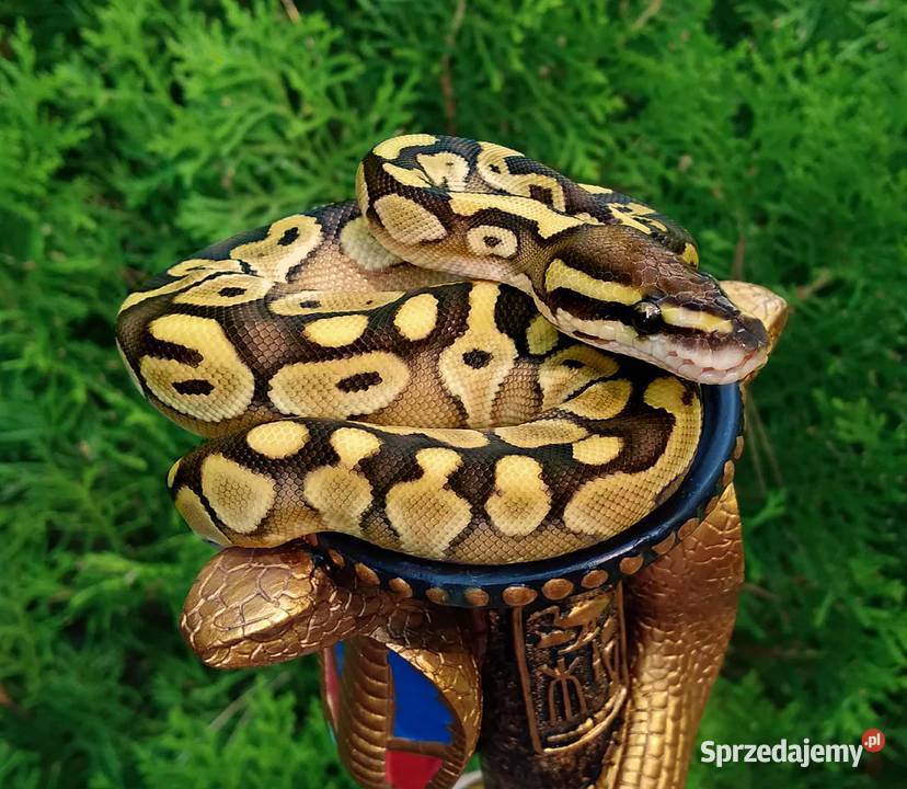 Wąż pyton królewski Python regius Banana Lesser Warszawa