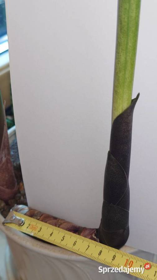 Sansevieria bacularis z kolekcji odrost liść 54 Warszawa