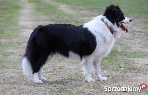 Border Collie rodowodowe szczeniaki Otwock