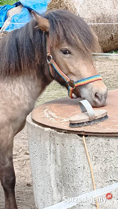 Zmieni stajnie klacz kuca Grzybno