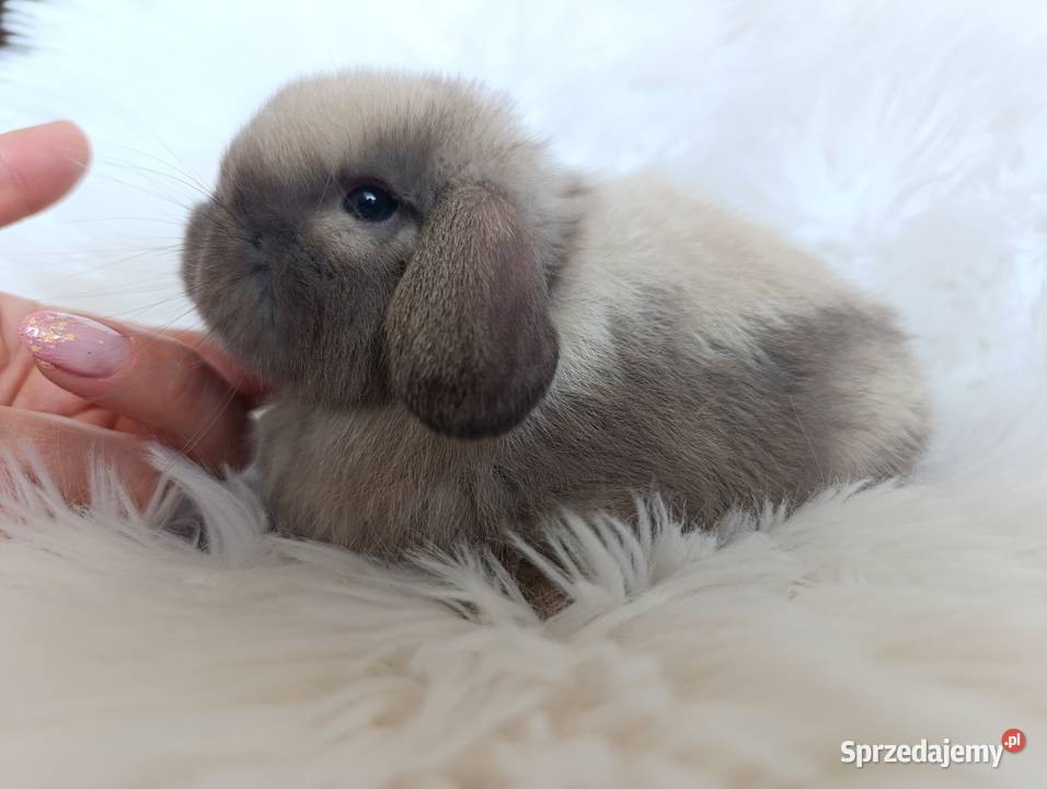 Królik miniaturka mini lop Pozostałe